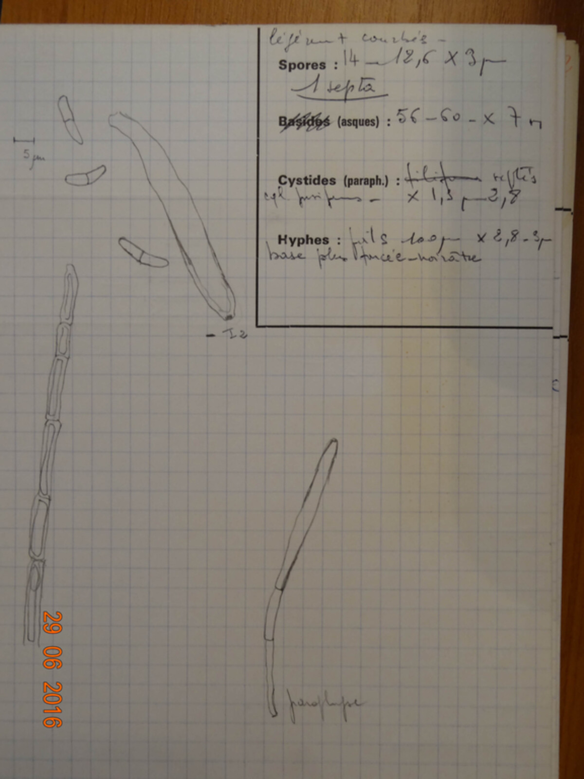 Dasyscypha hippocastani image