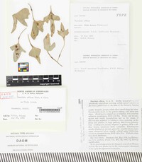 Puccinia effusa image
