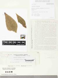 Puccinia holwayula image