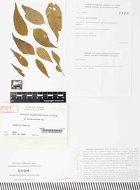 Puccinia anisacanthi image