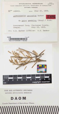 Lophodermium uncinatum image
