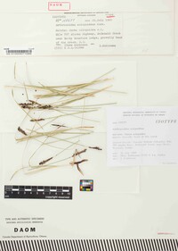 Anthracoidea scirpoideae image