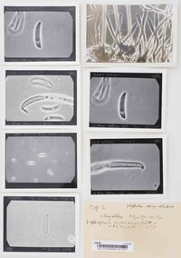 Menispora uncinata image