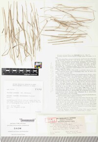 Puccinia aristidae image