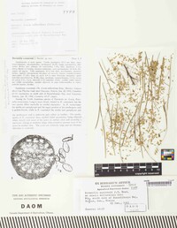 Ravenelia cumminsii image