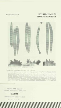 Sporidesmium hormiscioides image