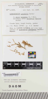 Lophomerum autumnale image