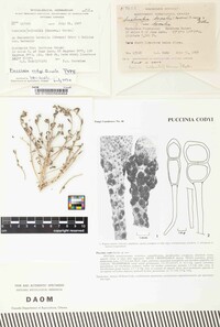 Puccinia codyi image