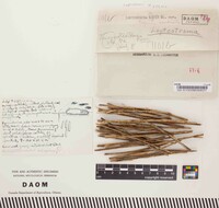 Leptostroma lupini image