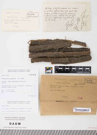 Melanconis juglandis var. tiliae image