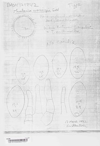 Thielavia wareingii image