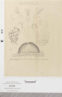 Comatospora suttonii image