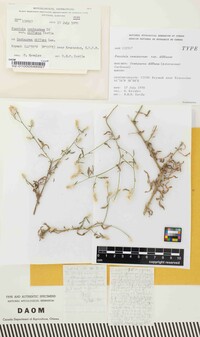 Puccinia centaureae var. diffusae image