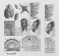 Valdensia heterodoxa image