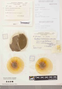 Aspergillus glaucus image