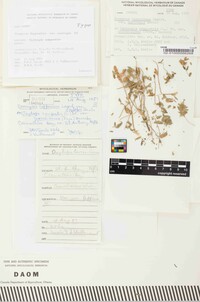 Uromyces lapponicus image