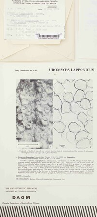 Uromyces lapponicus image