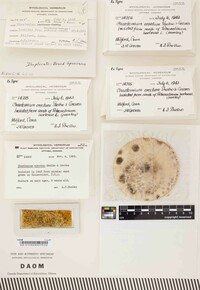 Chaetomium erectum image