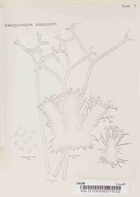 Chaetomium erectum image