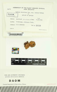 Hydnum crocidens var. badium image