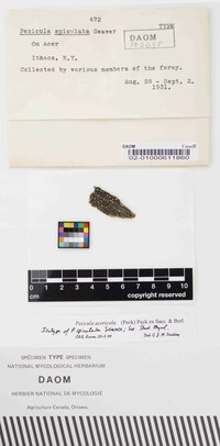 Pezicula spiculata image