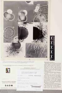 Image of Phlyctochytrium arcticum