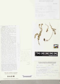 Puccinia heucherae var. diffusistriata image