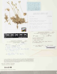 Puccinia drabicola image