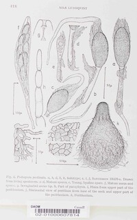 Podospora pectinata image