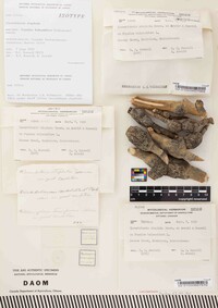 Cucurbitaria staphula image