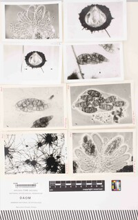 Meliola malacensis image