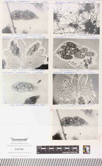 Meliola malacensis image