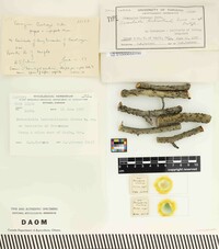 Durandiella lenticellicola image