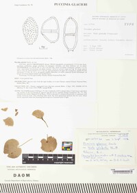 Puccinia glacieri image