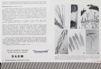 Ploioderma lowei image