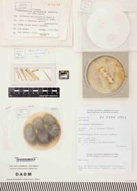 Image of Chaetomium cellulolyticum