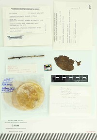 Butlerelfia eustacei image