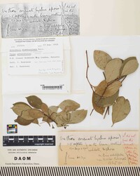 Acrotheca dearnessiana image