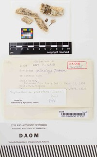 Scytinostroma praestans image
