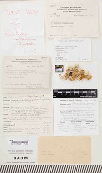 Radulodon americanus image