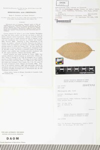 Mikronegeria alba image