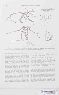 Scytinostroma jacksonii image