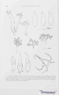 Scytinostroma jacksonii image