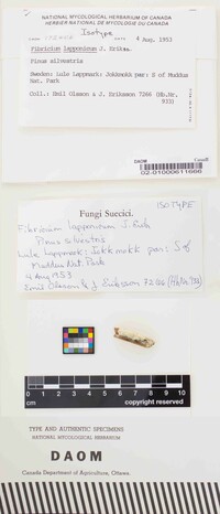 Fibricium lapponicum image