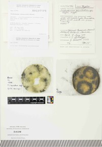 Trichoderma citrinoviride image