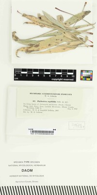 Phyllosticta ragnhildae image
