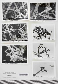 Dicholobodigitus niger image