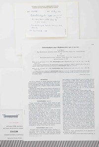 Dicholobodigitus niger image