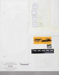 Dicholobodigitus niger image