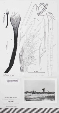 Conicomyces contortus image